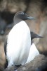 Familia Alcidae, Arao común/Uria aalge